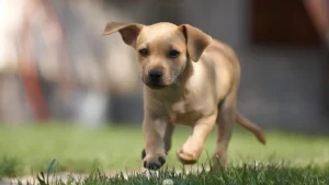 pet friendly gated community worth premium Lodha Sadahalli